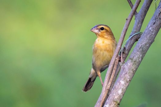 Image of male baya weaver nesting on nature background. Bird. Animals.