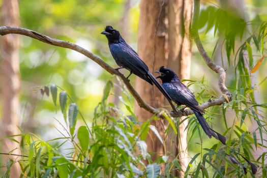 Image of Greater Racquet-tailed Drongo ( Dicrurus paradiseus) on the tree branch on nature background. Bird. Animals.