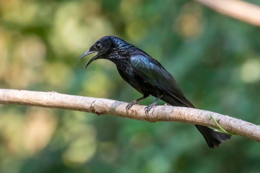 Image of Hair crested drongo bird on a tree branch on nature background. Animals.