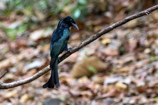 Image of Hair crested drongo bird on a tree branch on nature background. Animals.
