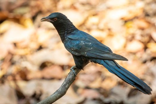 Image of male asian koel bird(Eudynamys scolopaceus) on a tree branch on nature background. Animals.