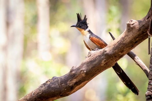 Image of Chestnut winged cuckoo on a tree branch on nature background. Bird. Animals.