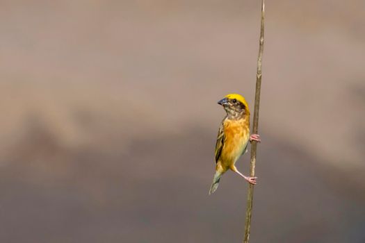 Image of male baya weaver nesting on nature background. Bird. Animals.