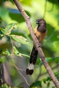 Image of Rufous Treepie ( Dendrocitta vagabunda) on the tree branch on nature background. Bird. Animals.