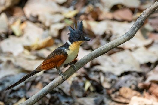 Image of Chestnut winged cuckoo on a tree branch on nature background. Bird. Animals.