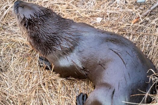 Close Up River Otter Northern Saskatchewan Canada