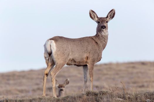 Deer on Ridge and another deer peeking through legs