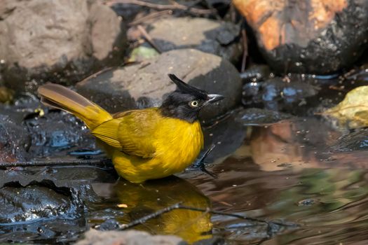 Image of Black crested Bulbul bird going to drink water on nature background. Animals.