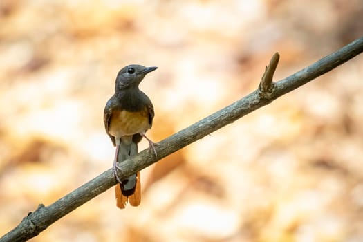 Image of White rumped Shama ( Kittacincla malabarica) on the tree branch on nature background. Bird. Animals.