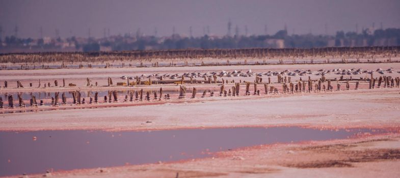 Salt mining. Salty pink lake with crystals of salt. Extremely salty pink lake, colored by microalgae with crystalline salt depositions