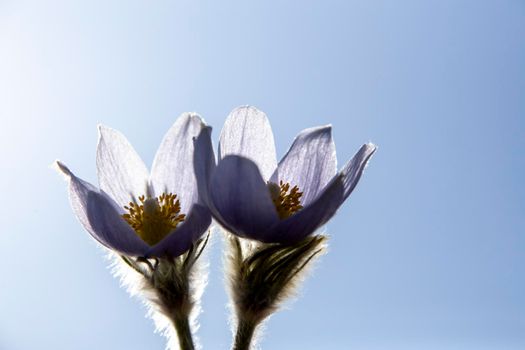 Prairie Crocus Winter Saskatchewan Bright Sunny Day