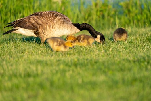 Goose Goslings Canada at Sunrise Northern Saskatchewan