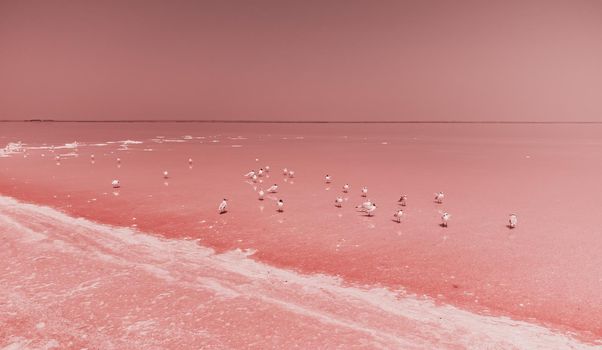 Aerial drone footage of a pink salt lake on a beautiful summer evening. Aerial view of a dried pink salt lake on a beautiful summer evening. Aerial view of a drying out salt lake.