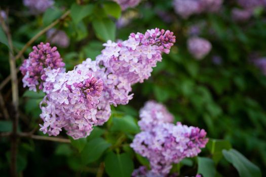 Lilac spring flowers bouquet purple background art design. Blooming purple-lilac flowers in the garden