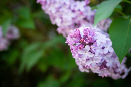 Lilac spring flowers bouquet purple background art design. Blooming purple-lilac flowers in the garden