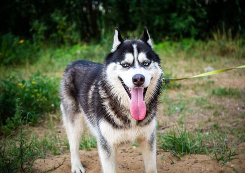 A black and white Siberian husky walking on a summer field. Summer time with greenery.