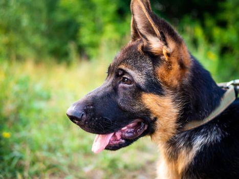 Portrait of a German Shepherd puppy. Walking in the park on a green background.