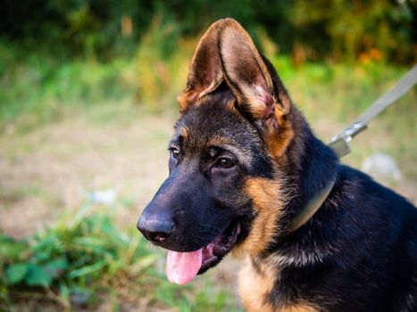 Portrait of a German Shepherd puppy. Walking in the park on a green background.