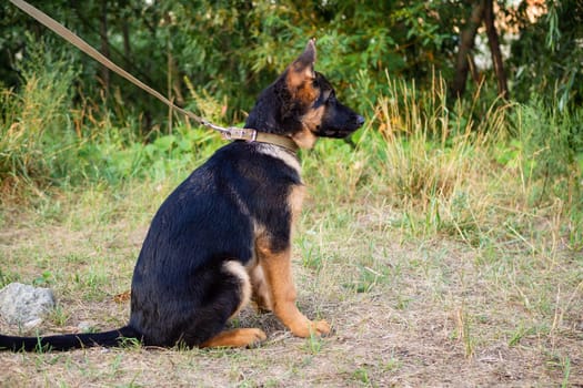 Portrait of a German Shepherd puppy. Walking in the park on a green background.