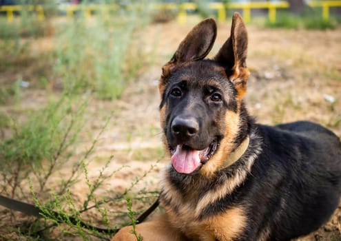 Portrait of a German Shepherd puppy. Walking in a residential area against the background of houses.