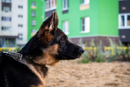 Portrait of a German Shepherd puppy. Walking in a residential area against the background of houses.