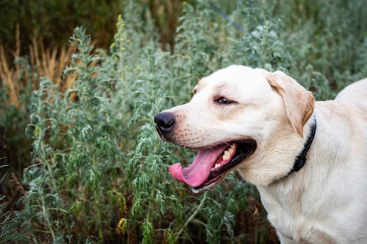 A white Labrador walking in a summer field. Summer walk on a leash.