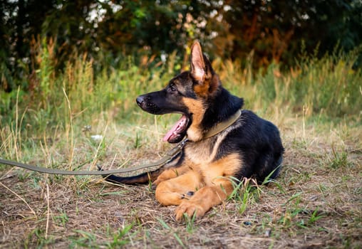 Portrait of a German Shepherd puppy. Walking in the park on a green background.