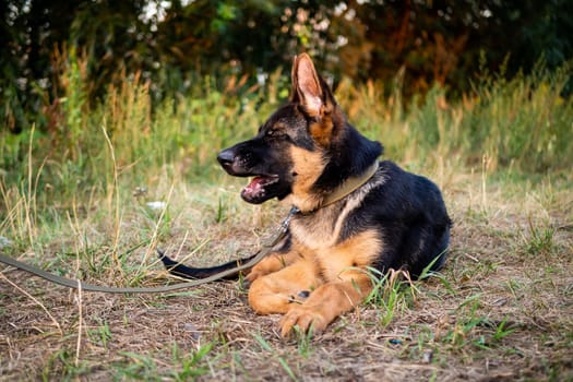 Portrait of a German Shepherd puppy. Walking in the park on a green background.