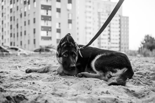 Portrait of a German Shepherd puppy. Walking in a residential area against the background of houses.