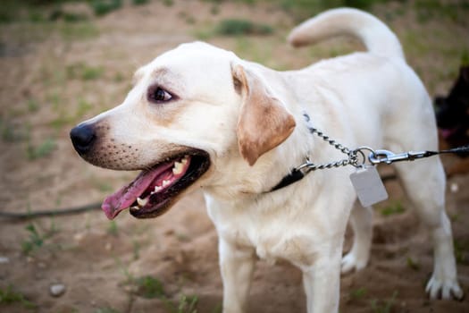 Portrait of a Labrador puppy. Walking in a residential area on a green background.