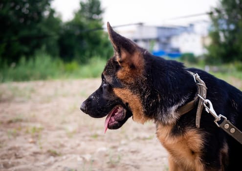 Portrait of a German Shepherd puppy. Walking in a residential area against the background of houses.