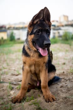 Portrait of a German Shepherd puppy. Walking in a residential area against the background of houses.