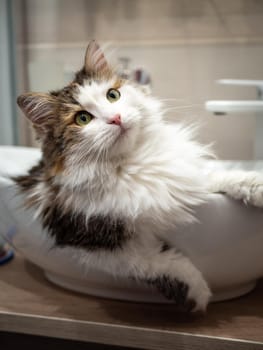 A purebred cat is sitting in the sink, in the bathroom. Tricolor breed, Turkish Angora.