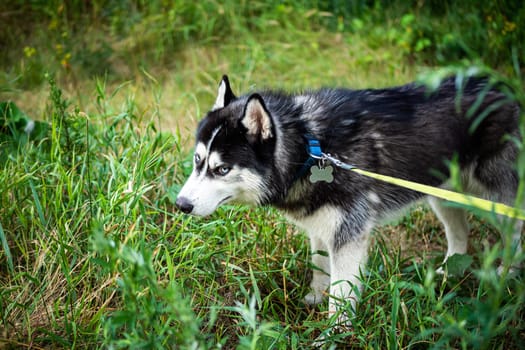 A black and white Siberian husky walking on a summer field. Summer time with greenery.