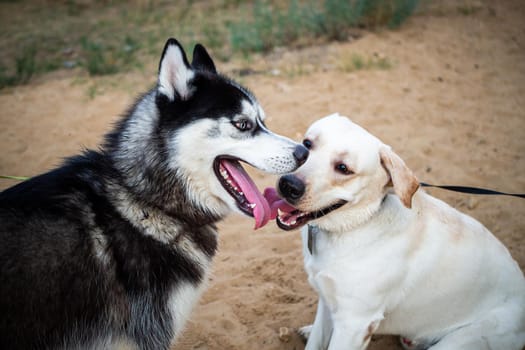 A friendly walk of a dark Husky and a white Labrador. Summer walk in nature, on a sunny day.