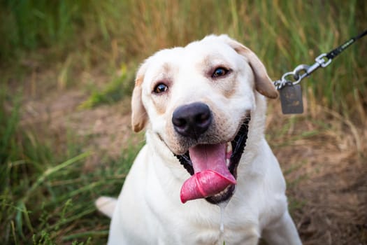 A white Labrador walking in a summer field. Summer walk on a leash.