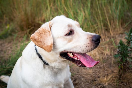 A white Labrador walking in a summer field. Summer walk on a leash.