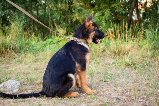 Portrait of a German Shepherd puppy. Walking in the park on a green background.
