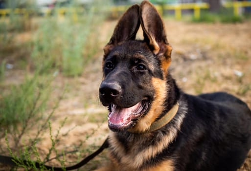 Portrait of a German Shepherd puppy. Walking in a residential area against the background of houses.