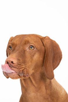 Dog licking. The Hungarian Shorthaired Pointed Dog the ideal hunting animal for hunters. Close-up view of the very head of a purebred female dog.