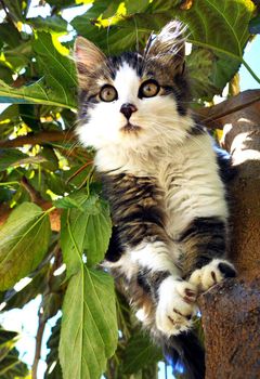 Cute kitten sitting high on the branches of a tree