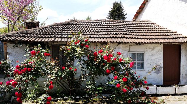 Red roses in front of  a small old house in Greece