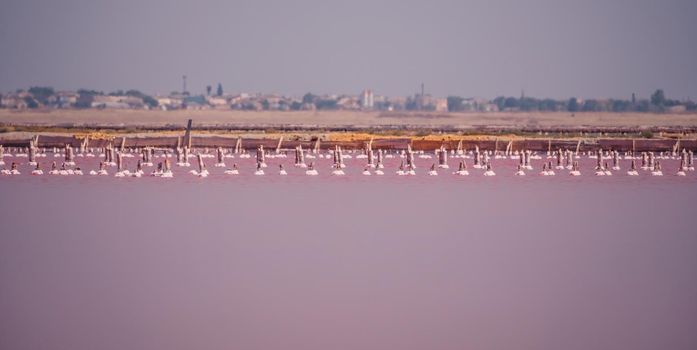 Salt mining. Salty pink lake with crystals of salt. Extremely salty pink lake, colored by microalgae with crystalline salt depositions