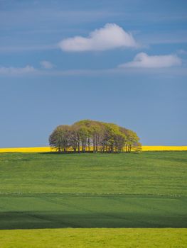 Peaceful view in springtime over green fields to a copse of trees with yellow rapeseed on the horizon, under blue sky and fluffy white clouds, near Avebury, Wiltshire, UK