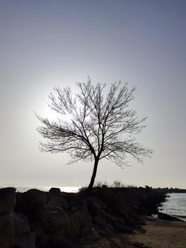 silhouette of a winter tree without leaves against the background of the sea horizon and the rising sun.