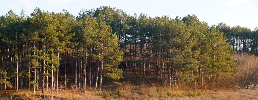 pine forest on a hill, horizontal panoramic natural background.