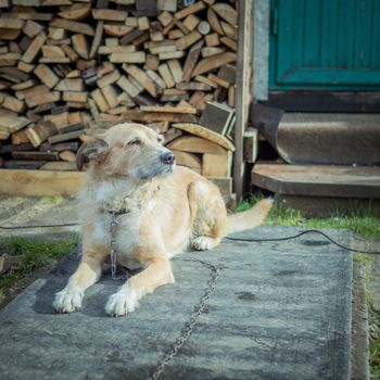 beautiful cute big dog mongrel on a chain, guards house and yard, lives in a booth