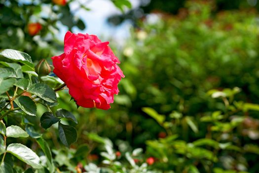 a prickly bush or shrub that typically bears red, pink, yellow, or white fragrant flowers, native to north temperate regions