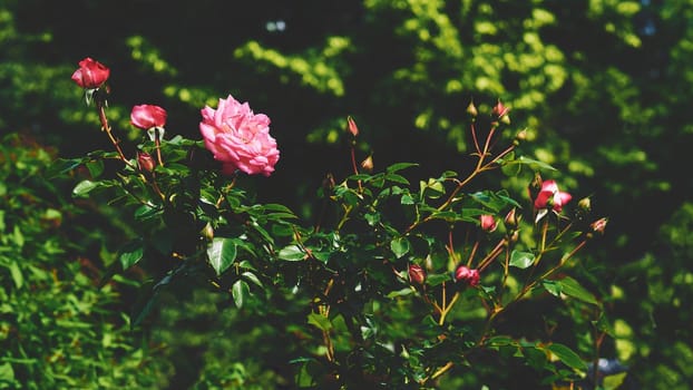 a prickly bush or shrub that typically bears red, pink, yellow, or white fragrant flowers, native to north temperate regions.Red rose of the black magic family on a warm sunny day.