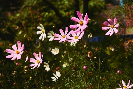 the seed-bearing part of a plant, consisting of reproductive organs that are typically surrounded by a brightly colored corolla petals and a green calyx